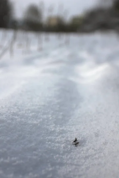 Närbild Vit Vinter Snö — Stockfoto