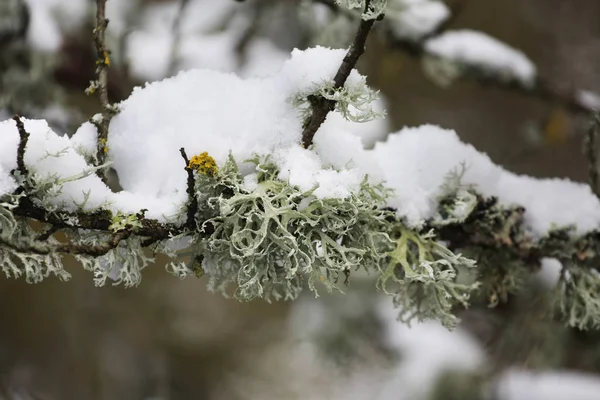 Nahaufnahme Von Schneebedeckten Ästen Selektiver Fokus — Stockfoto