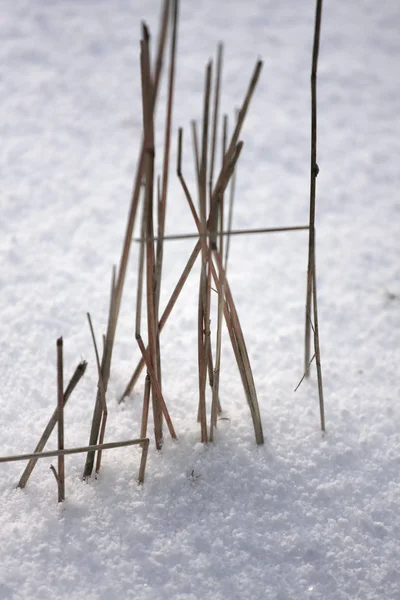 Nahaufnahme Von Schneebedeckten Pflanzen — Stockfoto