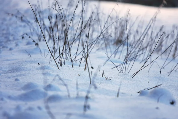 Närbild Växter Täckta Snö — Stockfoto