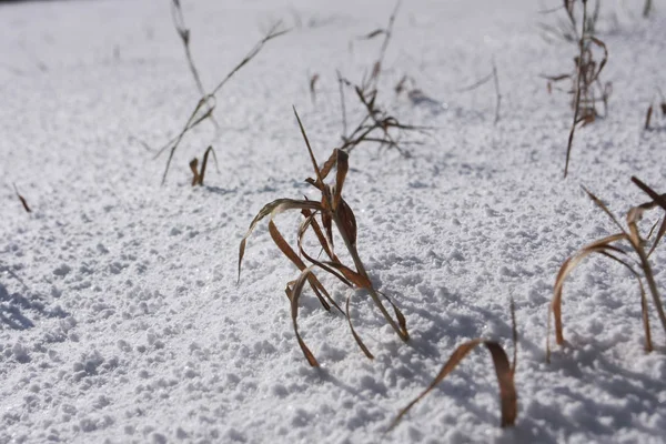 Detailní Pohled Rostliny Pokryté Sněhem — Stock fotografie