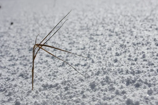 Nahaufnahme Von Schneebedeckten Pflanzen — Stockfoto