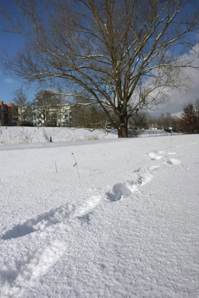 Nahaufnahme Von Bäumen Mit Schnee Bedeckt — Stockfoto