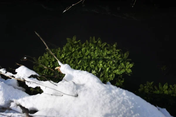 Nahaufnahme Der Weißen Rose Schnee — Stockfoto