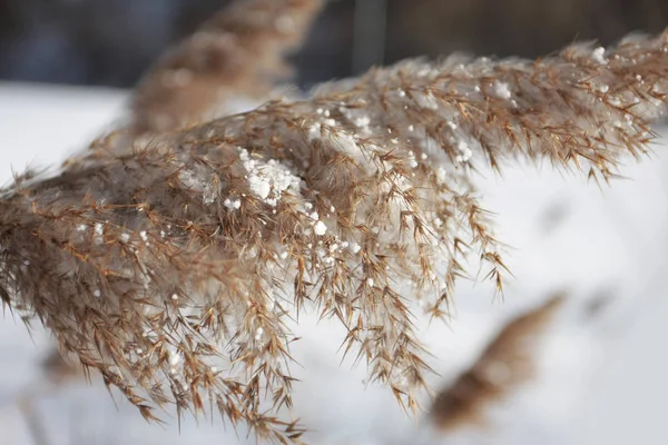 Nahaufnahme Von Schneebedeckten Ästen Selektiver Fokus — Stockfoto