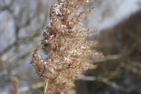 Nahaufnahme Von Schneebedeckten Ästen Selektiver Fokus — Stockfoto