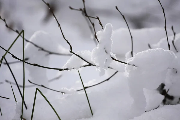 Nahaufnahme Von Schneebedeckten Pflanzen — Stockfoto