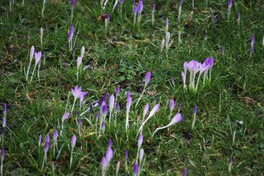 Çayırdaki yabani çiçeklerin yakın görüntüsü.