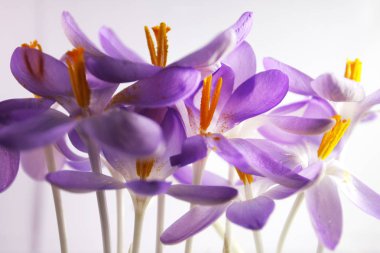 Güzel çiçeklerin yakın görüntüsü safran tarlası