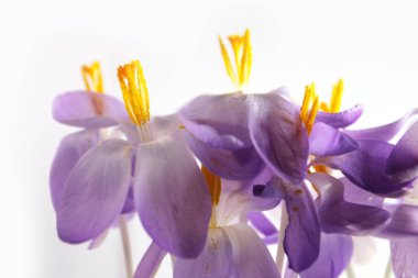 Beyaz arkaplanda mor rengin yakın plan görüntüsü