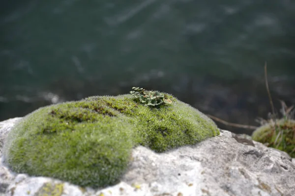 Close View River Shore Pebbles — Stock Photo, Image