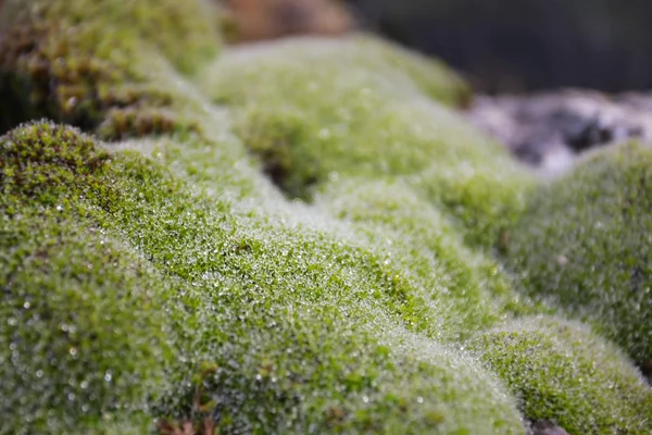 Closeup View Green Moss Dew — Stock Photo, Image