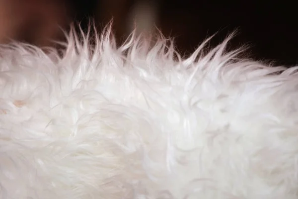 Closeup View White Fur Closeup — Stock Photo, Image