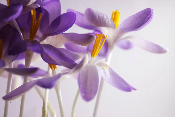 Вид Крупным Планом Красивые Цветы Шафран Крокус — стоковое фото
