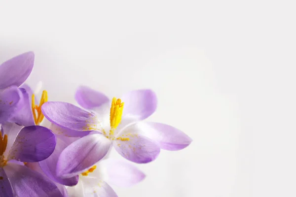 Güzel çiçeklerin yakın görüntüsü safran tarlası