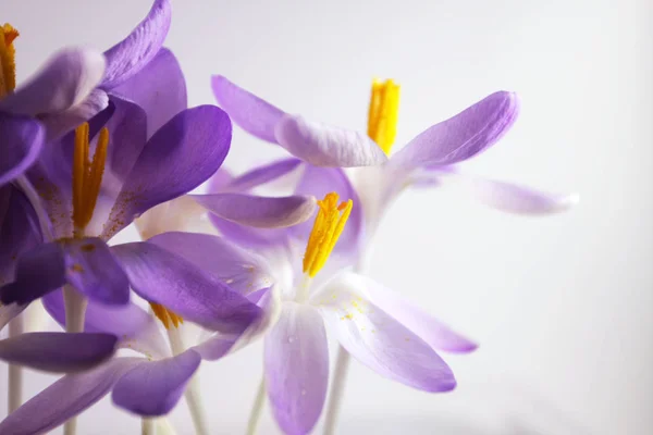 Vista Close Belas Flores Açafrão Crocus — Fotografia de Stock