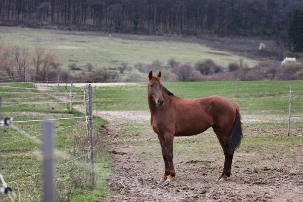 Colpo Scenico Bel Cavallo Prato Verde — Foto Stock