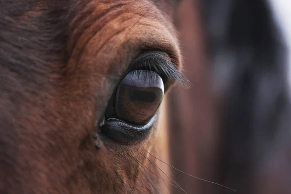 Частковий Знімок Красивого Коня Зеленому Лузі — стокове фото