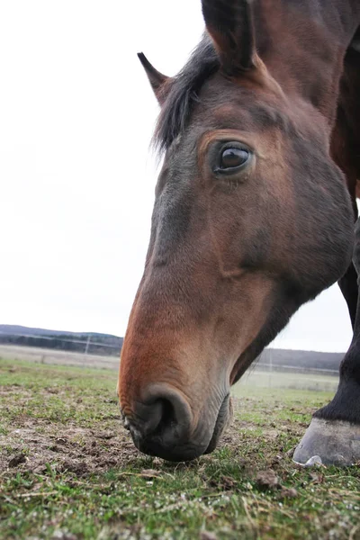 Scenic Shot Beautiful Horse Green Meadow — Stock Photo, Image