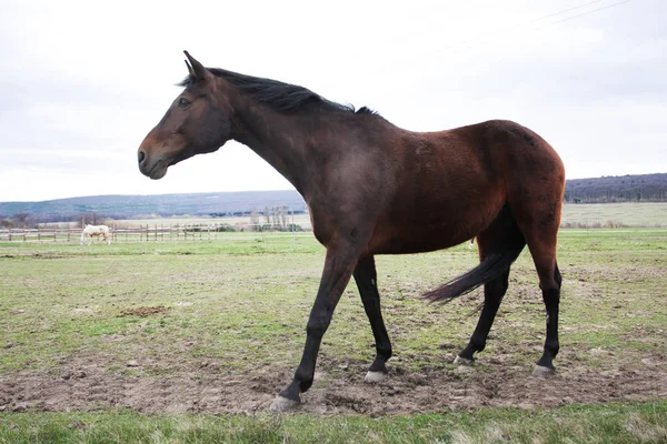 緑の牧草地に美しい馬の風光明媚なショット — ストック写真