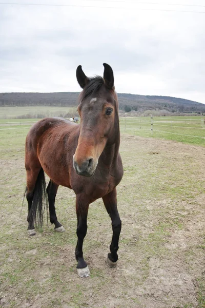 Pintoresca Toma Hermoso Caballo Prado Verde — Foto de Stock