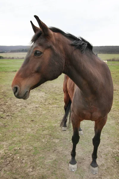 Scenic Shot Beautiful Horse Green Meadow — Stock Photo, Image