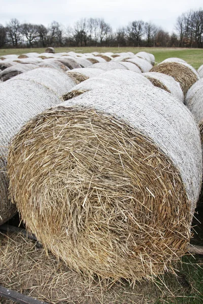 Vue Rapprochée Pile Paille Dans Champ — Photo