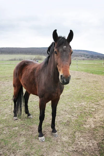 Pintoresca Toma Hermoso Caballo Prado Verde — Foto de Stock