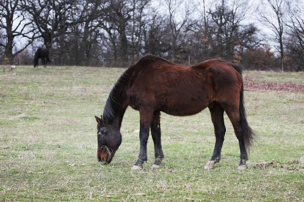 Colpo Scenico Bel Cavallo Prato Verde — Foto Stock