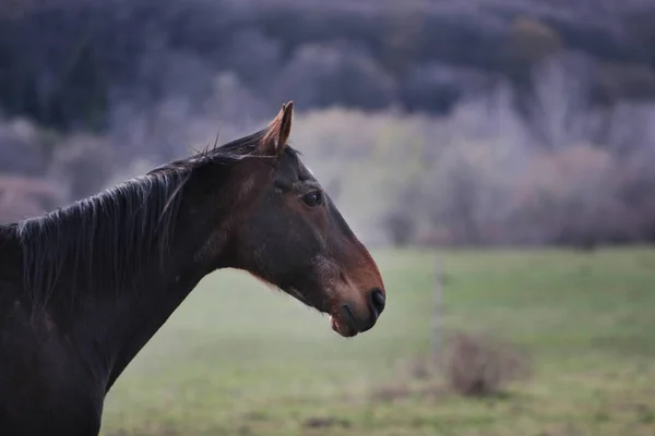 Colpo Scenico Bel Cavallo Prato Verde — Foto Stock