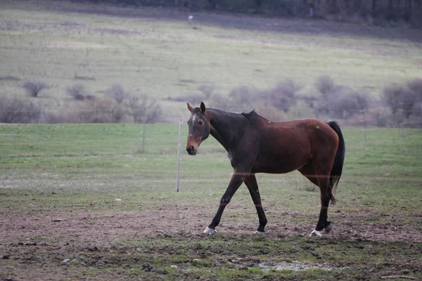 Colpo Scenico Bel Cavallo Prato Verde — Foto Stock