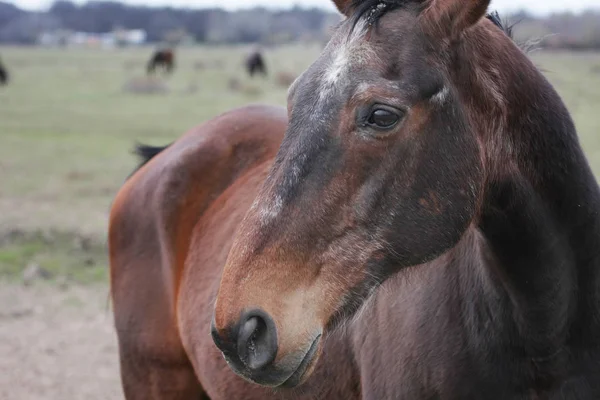 緑の牧草地に美しい馬の風光明媚なショット — ストック写真