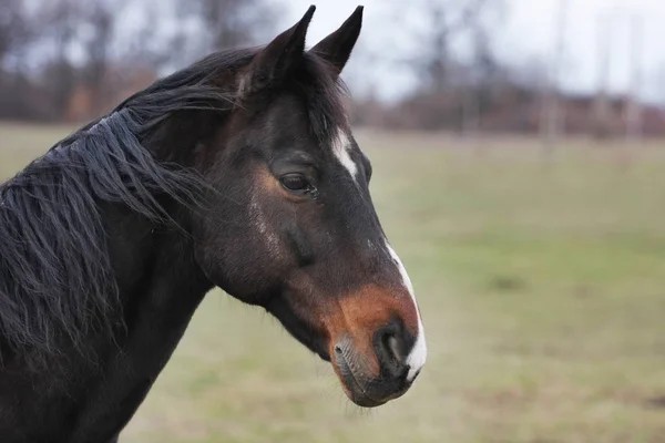 Scenic Shot Beautiful Horse Green Meadow — Stock Photo, Image