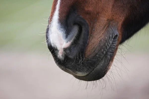 Partial View Shot Beautiful Horse Green Meadow — Stock Photo, Image