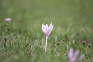 Sabah güzel pembe çiçeğin yakın çekim görüntüsü