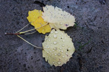 Yerdeki küçük yeşil yaprağın yakın görüntüsü