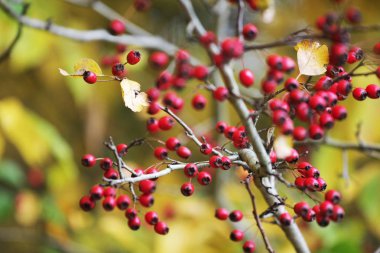 Dallardaki kırmızı dutların yakın görüntüsü 