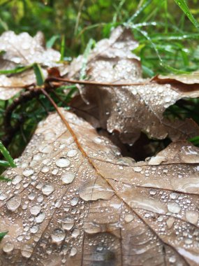 Düşen sonbahar yapraklarının yakın görüntüsü
