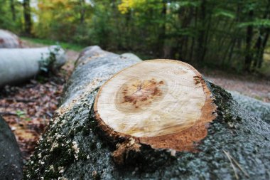Ormandaki kesik kütüğün yakın görüntüsü.