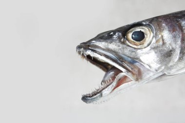 beyaz tabakta pişmemiş balık yakın çekim