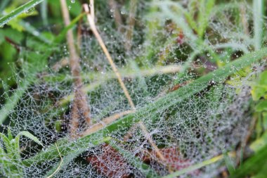 Ağlı yeşil çimlerin manzarasını kapat