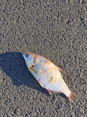 Asfalttaki ölü balığın yakın plan görüntüsü