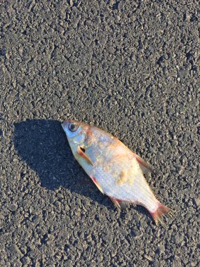 Asfalttaki ölü balığın yakın plan görüntüsü