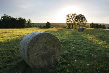 Otların ve samanların manzarası