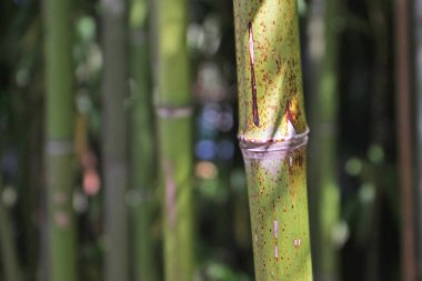 Bulanık arkaplana karşı bambu görüntüsü