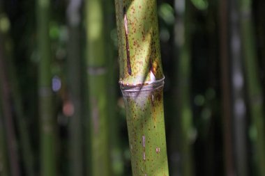 Bulanık arkaplana karşı bambu görüntüsü