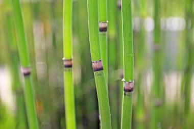 Yay yeşili çimlerin yakın plan görüntüsü 