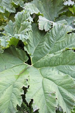 Büyük yeşil yaprakların yakın çekim görüntüsü