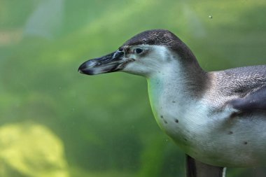 Suyun içinde avlanan sevimli penguen görüntüsü