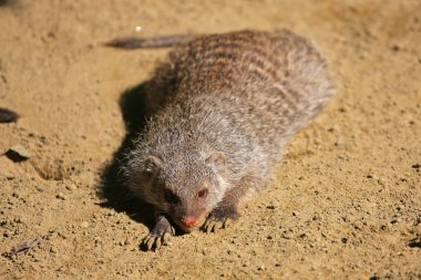 Oturan zebra Mangusta 'nın yakın plan görüntüsü  